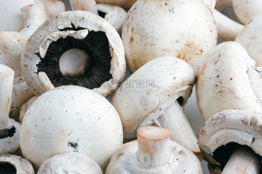 食用蘑菇特别是养殖量很大的阿加里库斯饼干图片