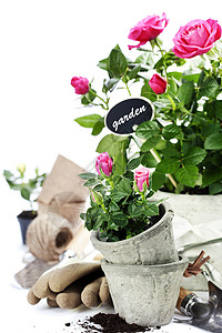 花盆和园工具中美丽的粉红玫瑰白隔绝背景图片