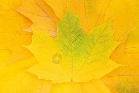 秋季叶背景背景图片