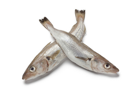 白色背景上新鲜的原生鳕鱼图片