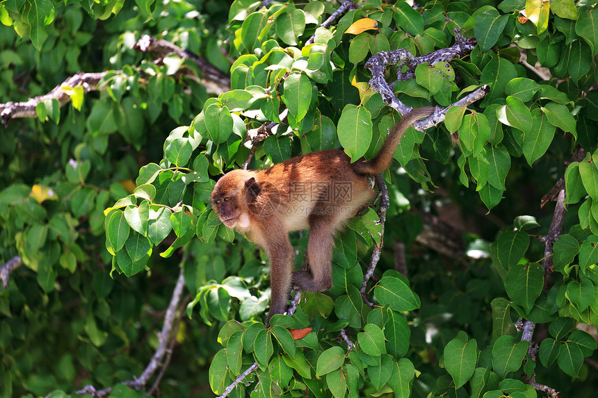 坐在绿树枝旁的棕猴图片