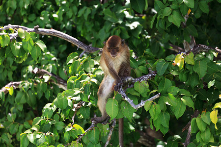 坐在绿树枝旁的棕猴高清图片