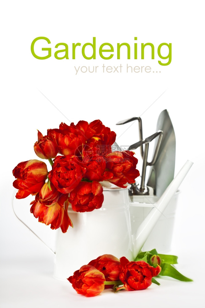 白色水罐和花园工具中的新鲜红色郁金香图片