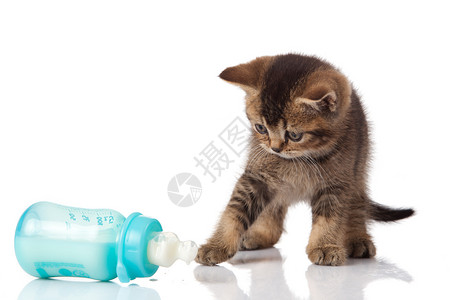 英国小猫和婴儿奶瓶白色背景图片