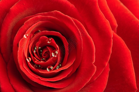 红玫瑰有水滴图片