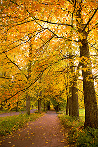 秋天的黄色的树木图片