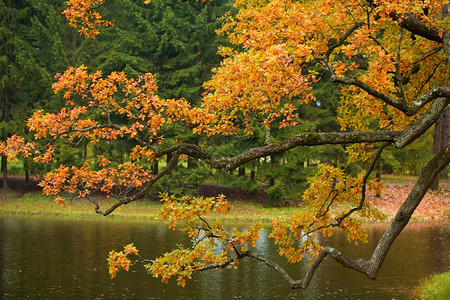 秋天的黄色的树木图片