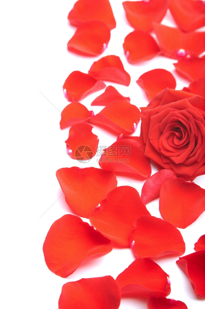 孤立的红玫瑰花瓣图片