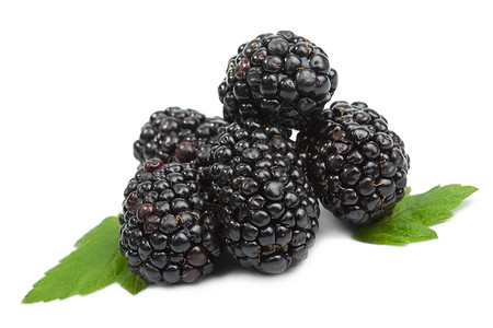孤立的新鲜黑莓高清图片