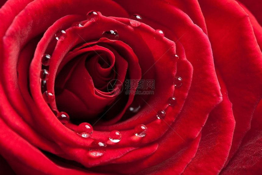 红玫瑰有水滴图片