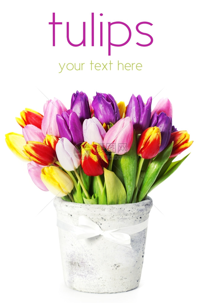 白色背景上的新春郁金花带样本文图片
