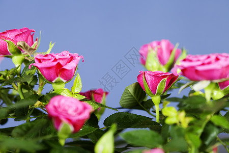 带粉红玫瑰的花背景图片