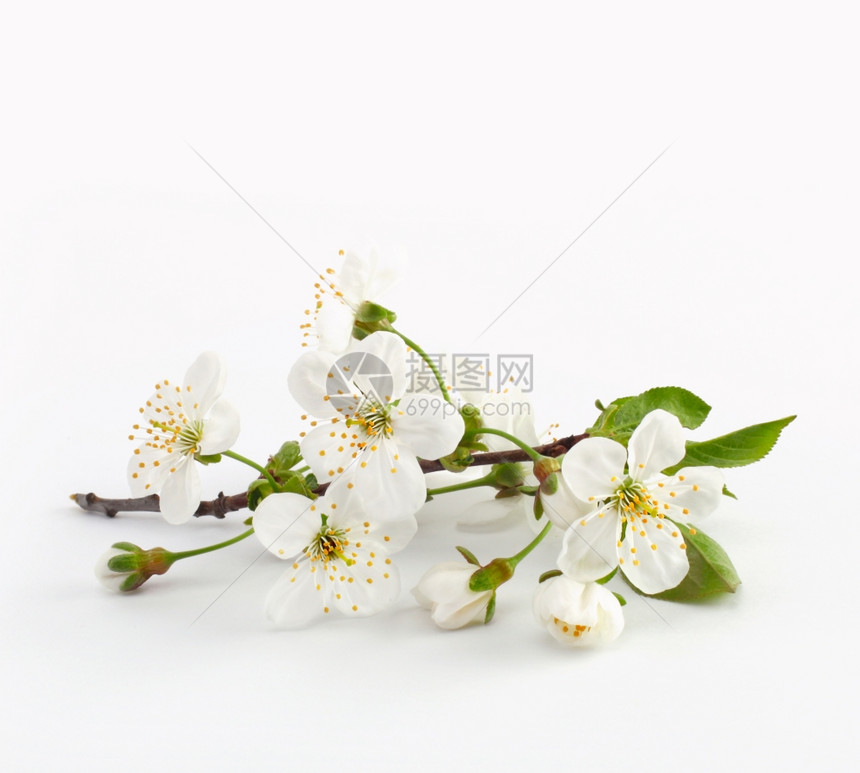 花朵中樱桃树枝图片