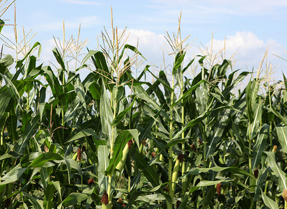 玉米油条绿玉米田背景