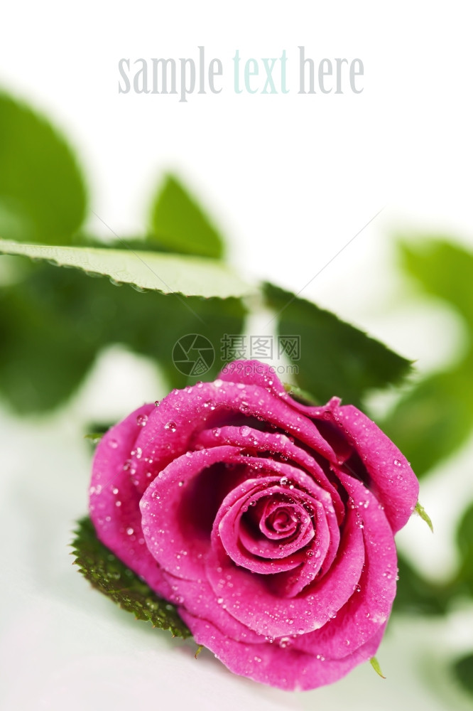 白上隔离的粉红玫瑰有易移动的样本文图片