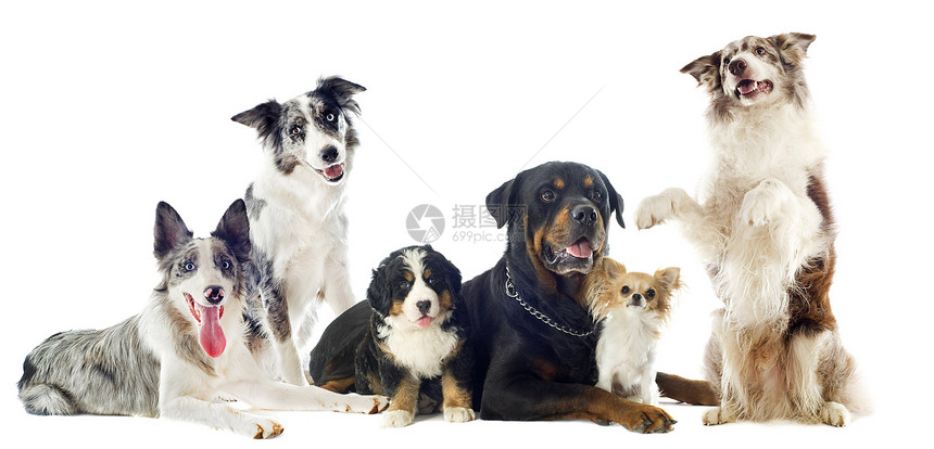 白色背景前一组狗的肖像图片
