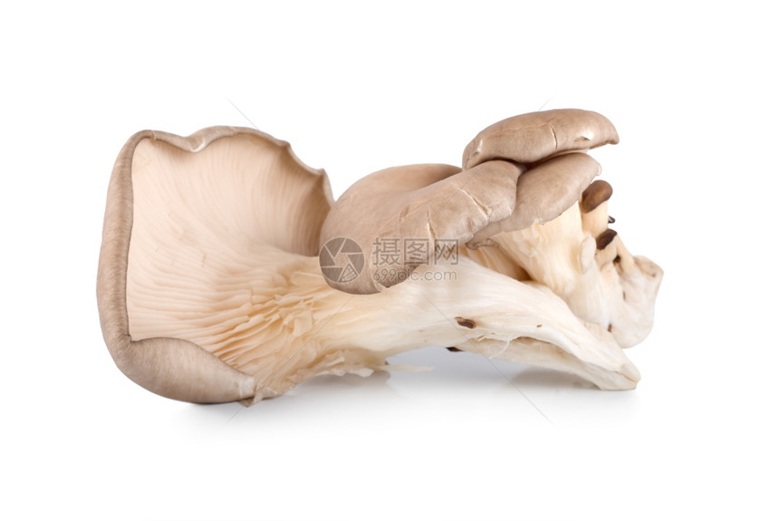 在白色背景上隔离的牡蛎蘑菇图片