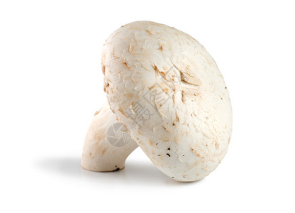 白色的一棵冠尼翁蘑菇图片