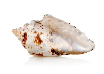 白色背景上隔离的多彩海壳背景图片