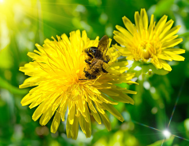 春草地露迪利翁的蜜蜂图片