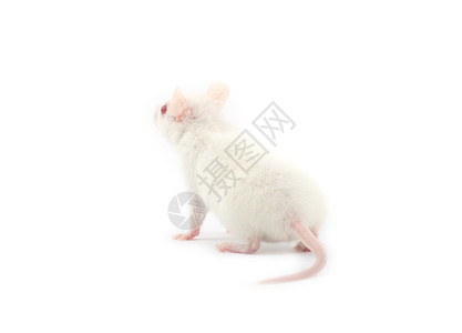在白背景上孤立的老鼠背景图片