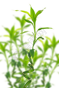 白色背景上孤立的绿竹子背景图片