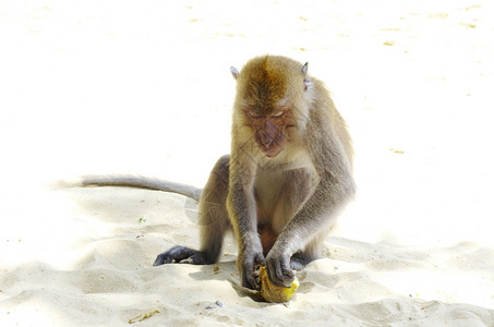 猴子坐在沙上图片