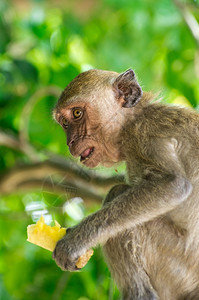 猴子吃猴子坐在树上背景