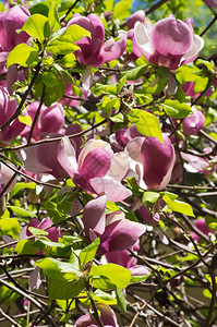 春天的木兰花树图片