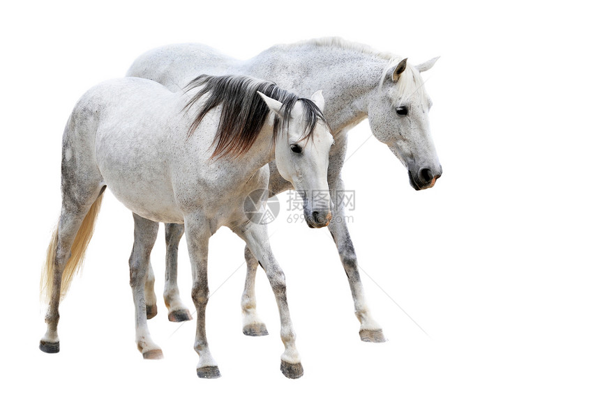白色背景面前的两匹骑马图片