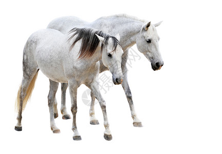 白色背景面前的两匹骑马高清图片