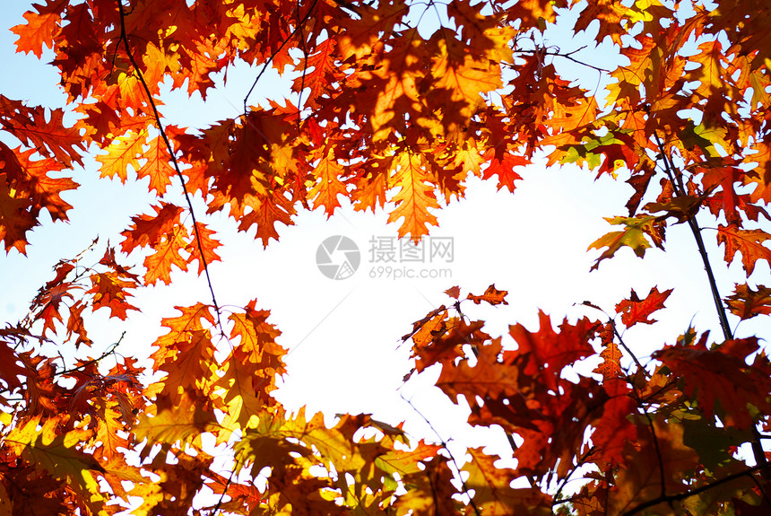 秋天叶背景阳光明媚的日子图片