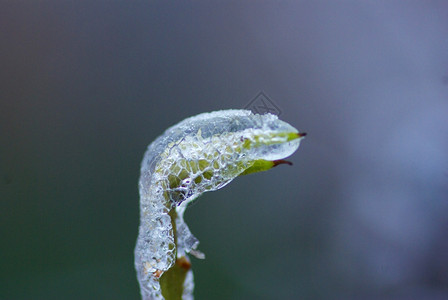 冰下有芽的树枝背景图片