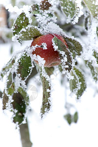 冬天的苹果背景图片