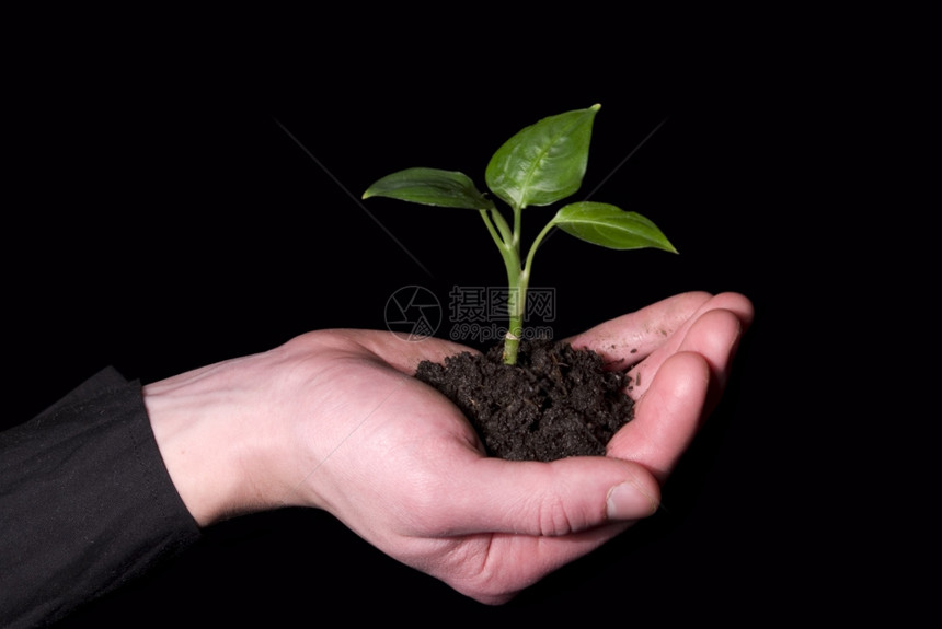 手握在土壤中的树苗图片
