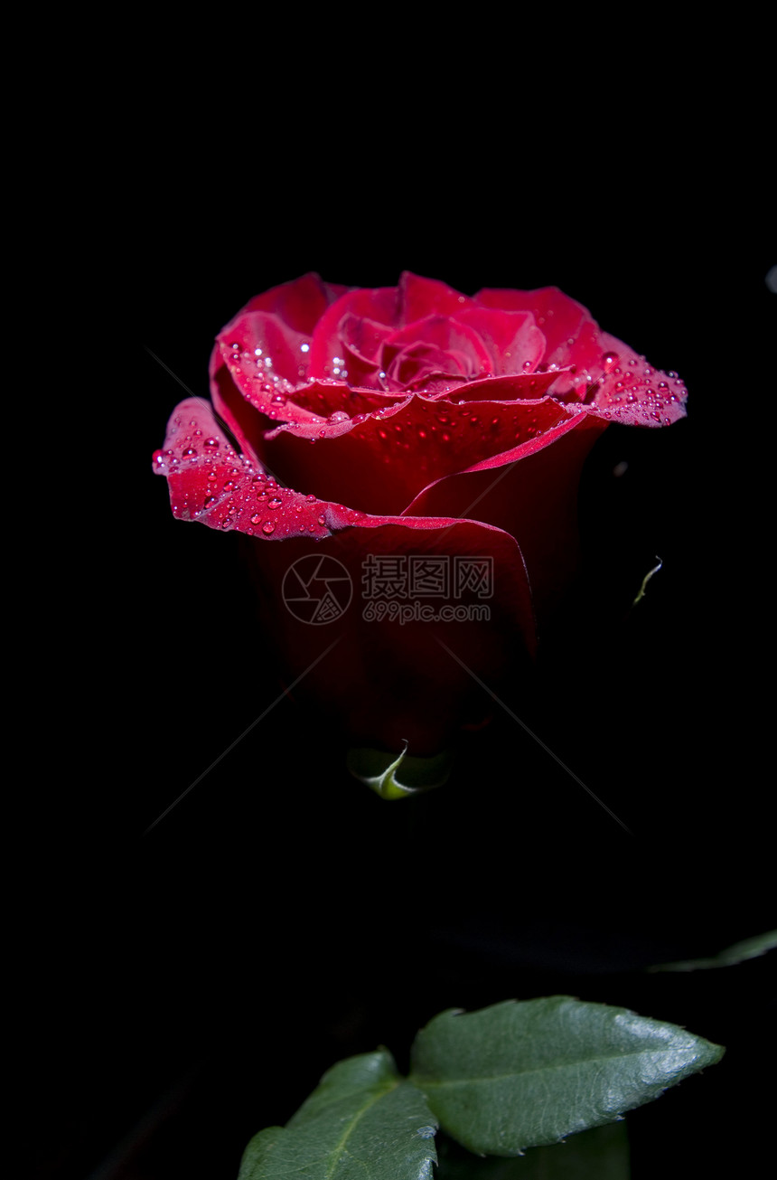 黑色背景的美丽红玫瑰图片