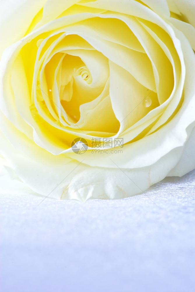 白玫瑰在银色背景上被孤立图片