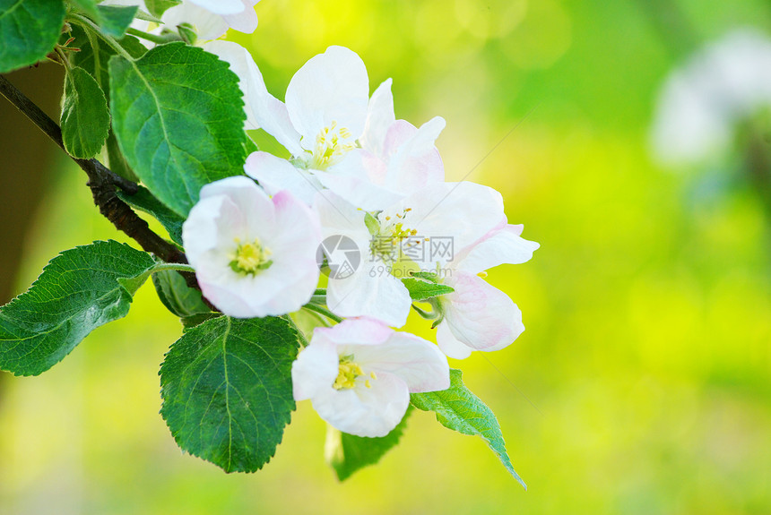 接近苹果树的花朵图片