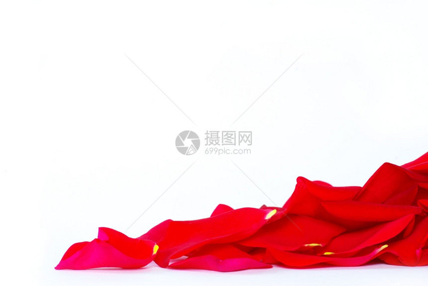 白色背景上孤立的玫瑰花瓣图片
