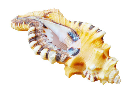 白色背景上孤立的海壳背景图片