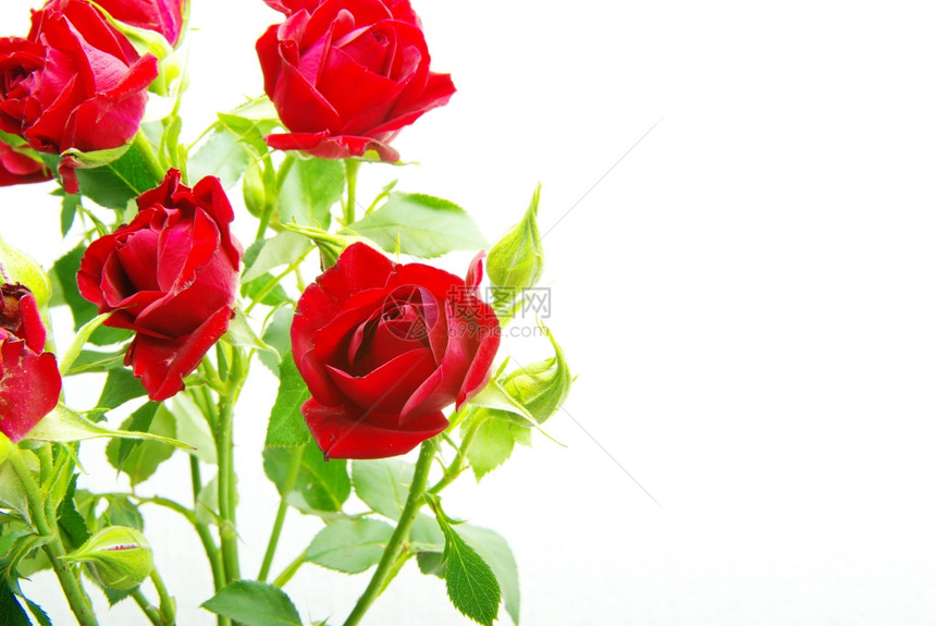 红玫瑰贴近镜头图片