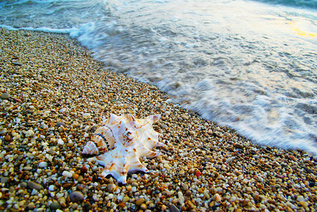 沙滩上有海浪的螺壳图片