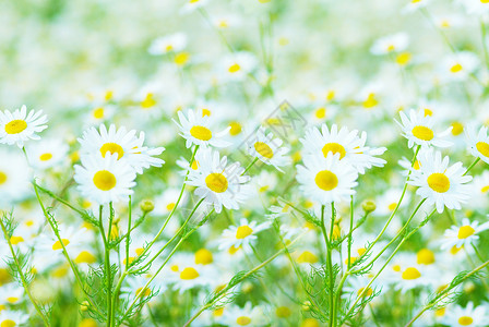 田地上的花朵图片