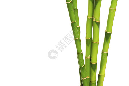 白色背景上孤立的绿竹子背景图片