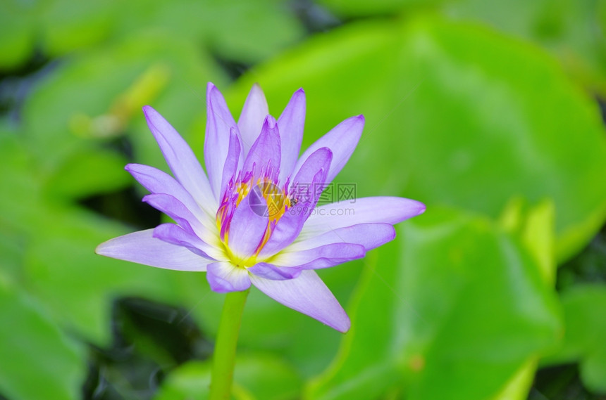 绿色背景上的莲花图片