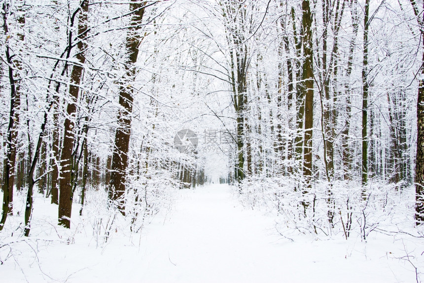 冬季森林的道路图片