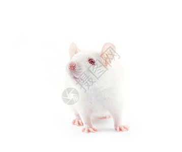 白色背景上孤立的老鼠背景图片