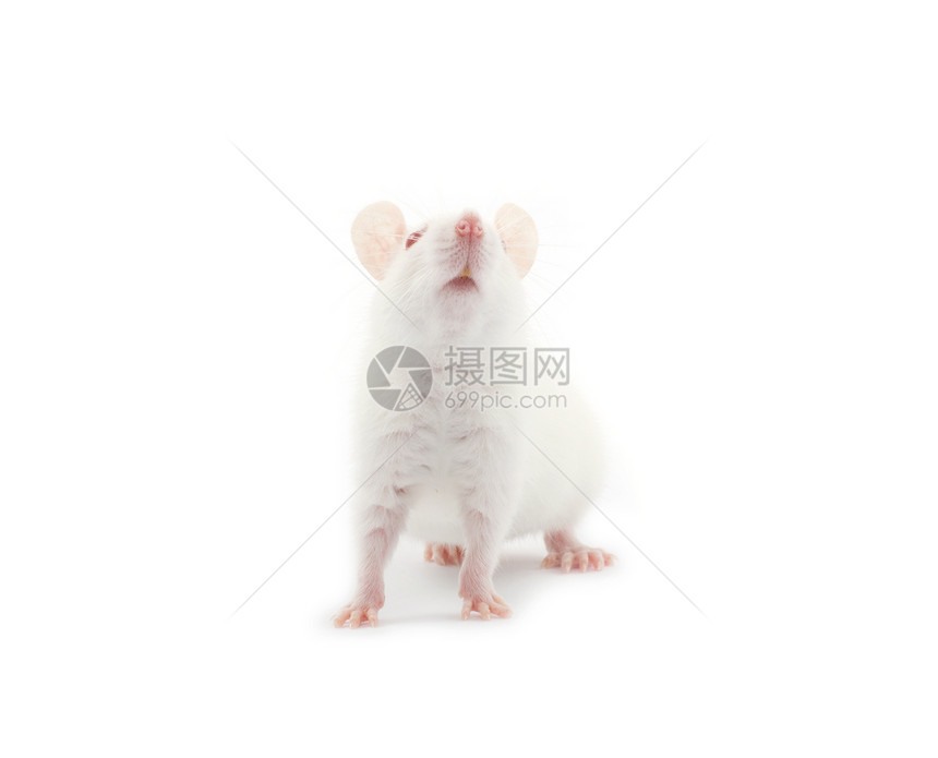 在白背景上孤立的老鼠图片