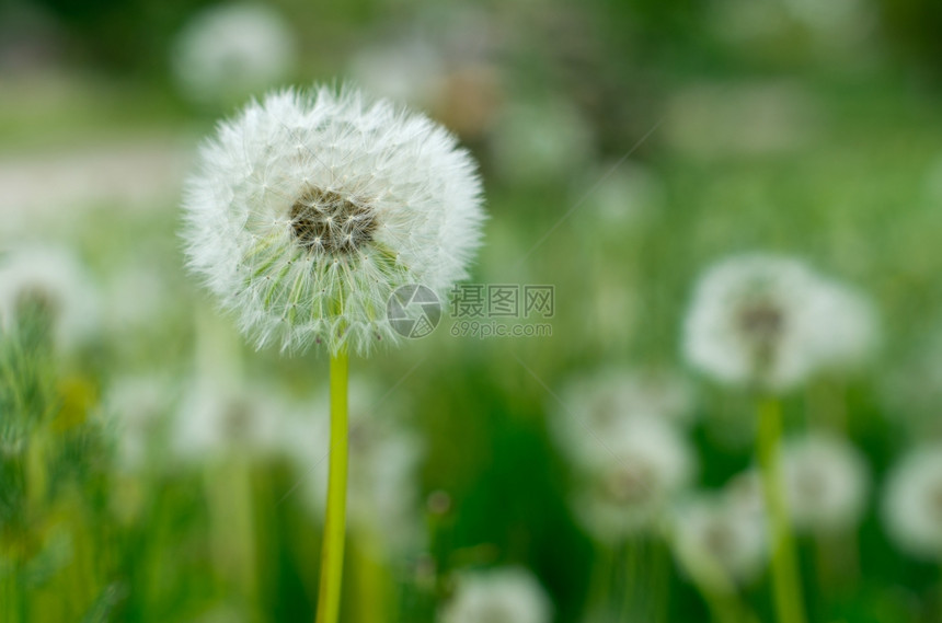 夏季太阳草地上的花朵图片