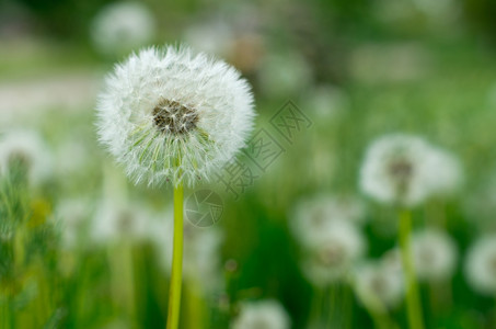 夏季太阳草地上的花朵背景图片
